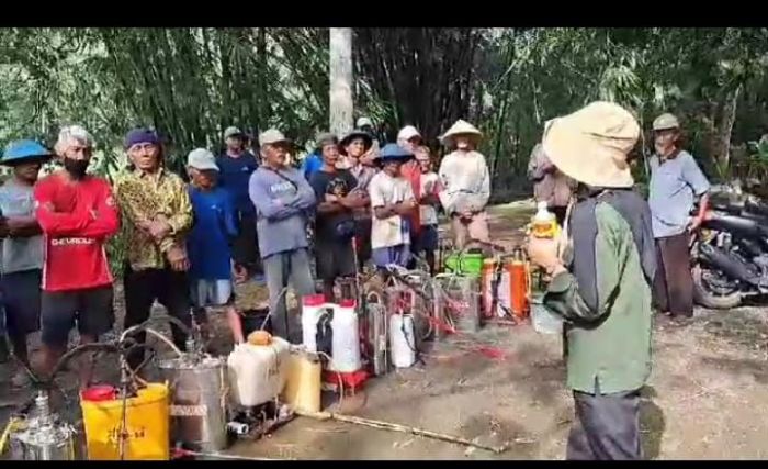 GERDAL WBC ( GERAKAN PENGENDALIAN HAMA WERENG BATANG COKLAT ) DESA POHKUMBANG KECAMATAN KARANGANYAR KABUPATEN KEBUMEN 02